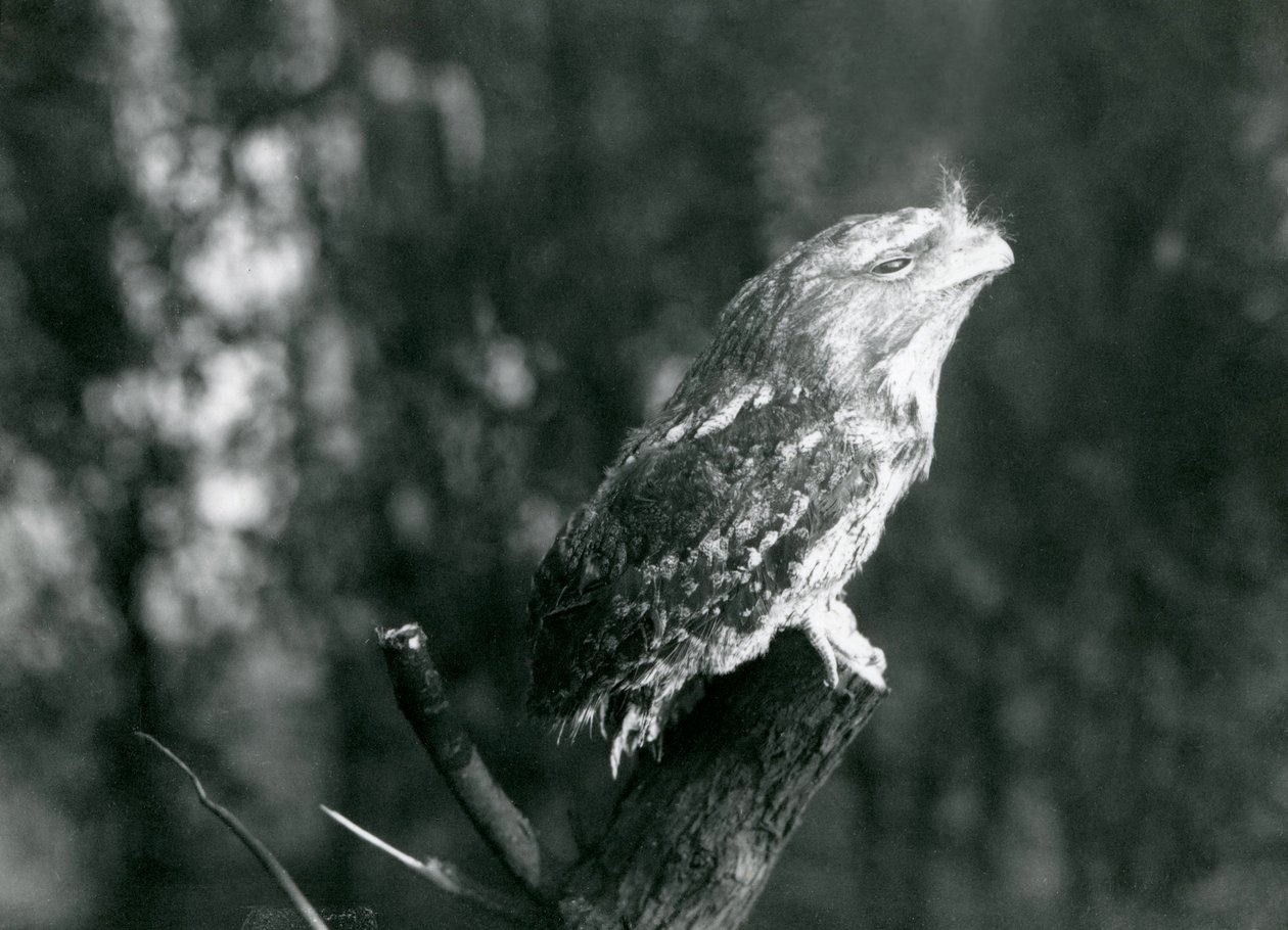 Tawny Frogmouthin salaperäinen höyhenpeite ja lepoasento naamioivat sen Lontoon eläintarhan oksalla joulukuussa 1921 tekijältä Frederick William Bond