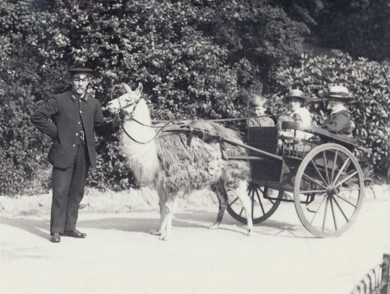 Kolme vierailijaa, mukaan lukien nuori poika ratsastamassa laaman vetämissä kärryissä vartijan kanssa, Lontoon eläintarha, toukokuu 1914 tekijältä Frederick William Bond