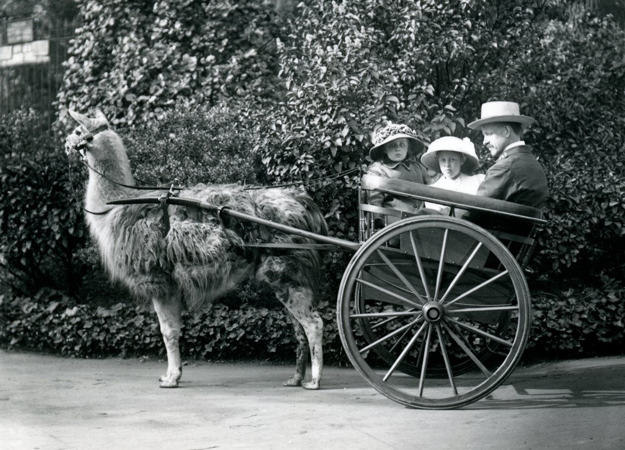 Kolme vierailijaa, mukaan lukien kaksi nuorta tyttöä, ratsastamassa laman vetämissä kärryissä, Lontoon eläintarha, n. 1912 tekijältä Frederick William Bond
