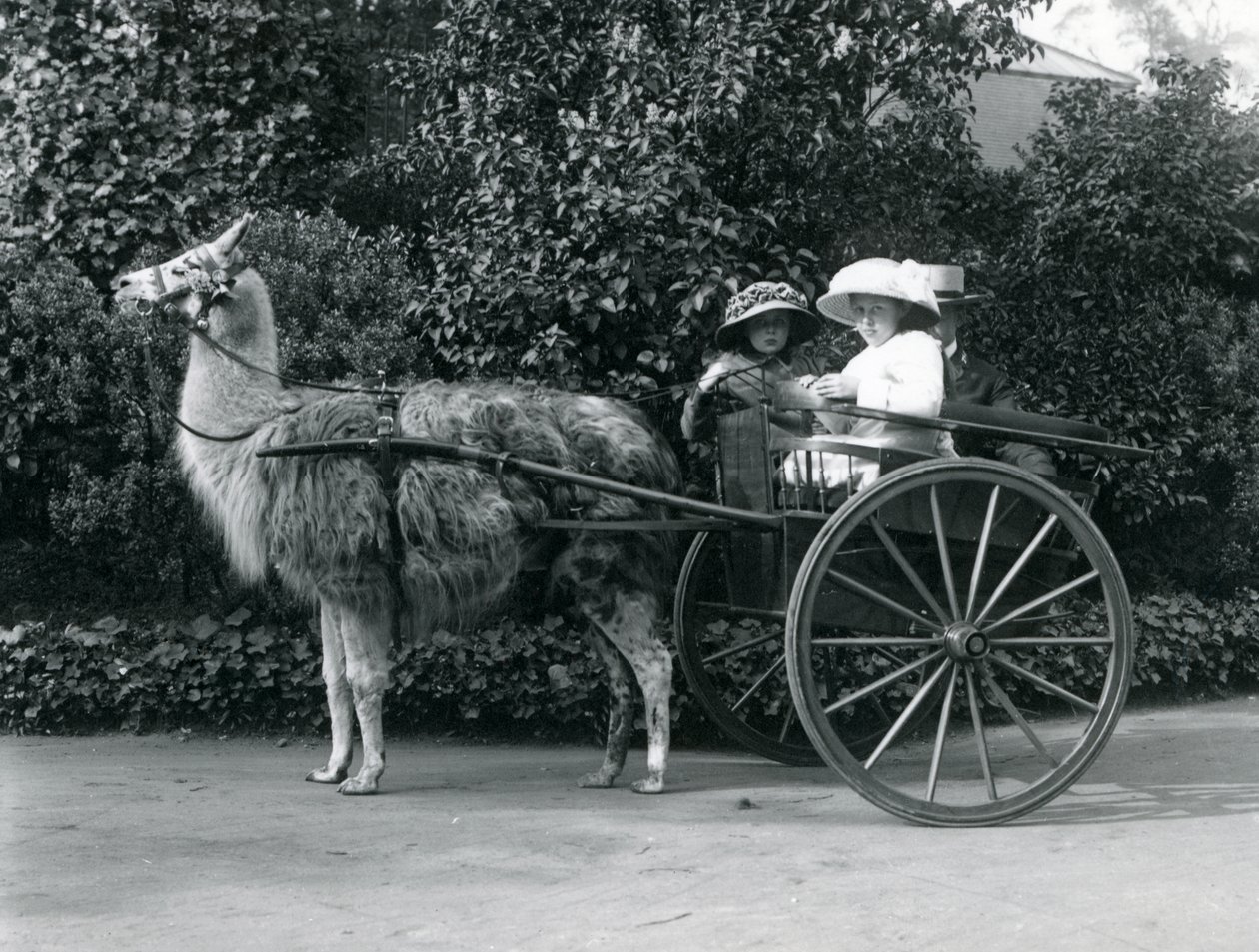 Kolme vierailijaa, mukaan lukien kaksi nuorta tyttöä, ratsastamassa laman vetämissä kärryissä, Lontoon eläintarha, n. 1912 tekijältä Frederick William Bond