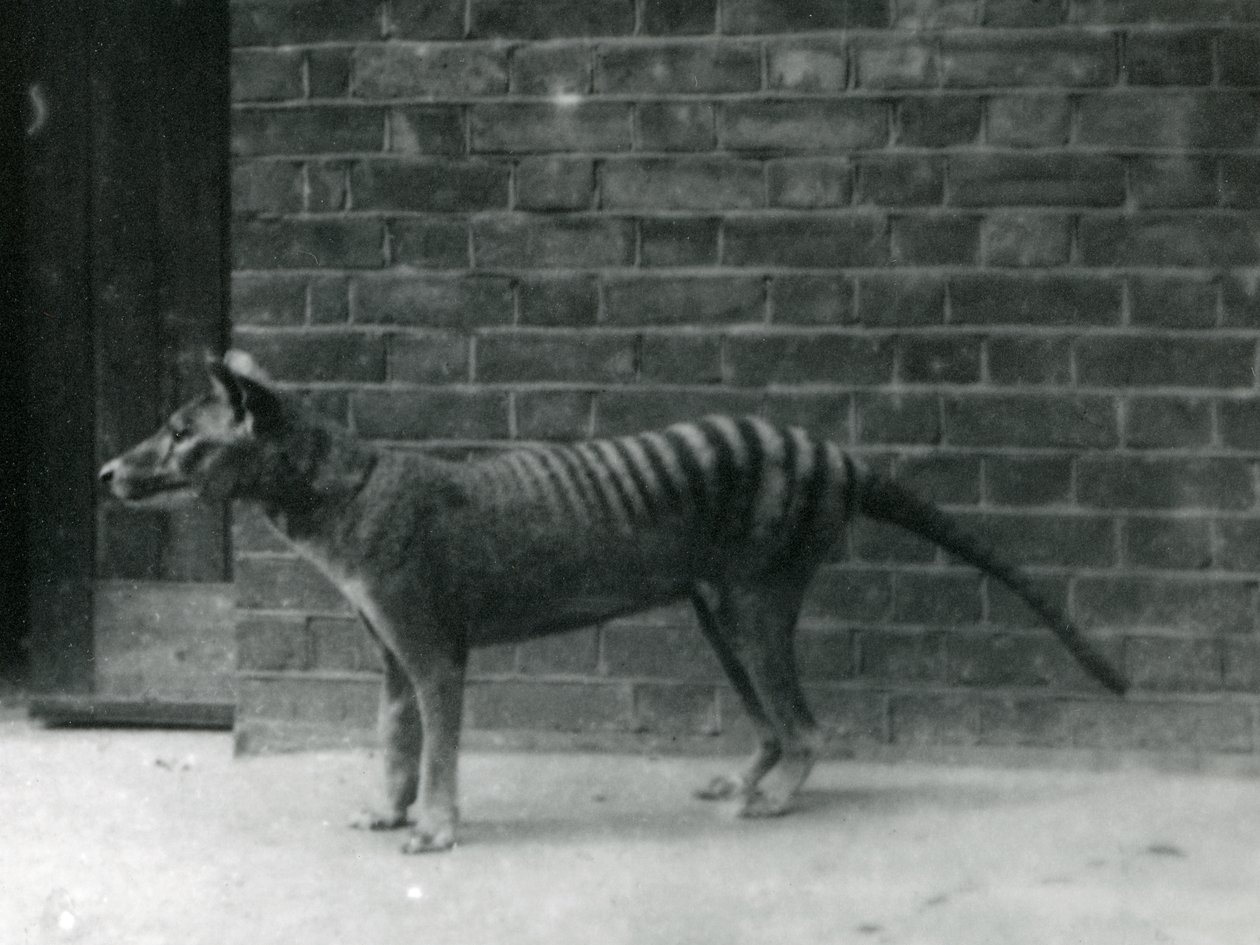 Thylacine tasmanialainen susi Lontoon eläintarhassa. Thylacinen uskotaan kuolleen sukupuuttoon vuonna 1933. Lontoon eläintarhassa oli vuosina 1850-1931 yhteensä 20 Thylacinea. tekijältä Frederick William Bond