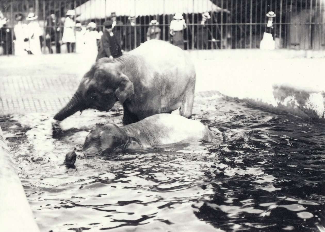 Kaksi aasialaista norsua kylpemässä uima-altaassa Lontoon eläintarhassa vartijan ja vierailijajoukon katselemassa, kesäkuu 1914 tekijältä Frederick William Bond