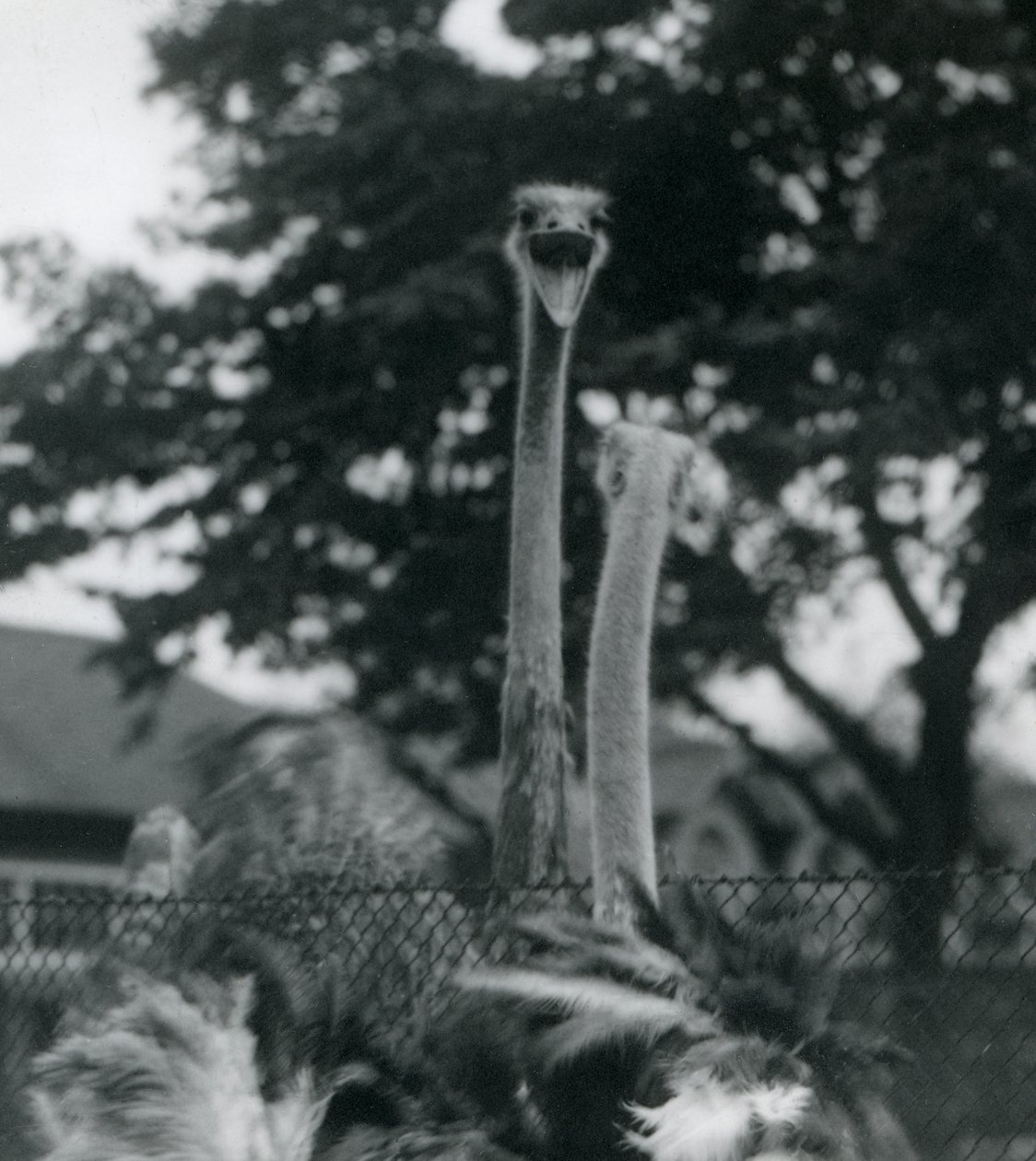 Kaksi strutsia tervehtivät toisiaan aidan yli Lontoon eläintarhassa, 1923 (bw kuva) tekijältä Frederick William Bond