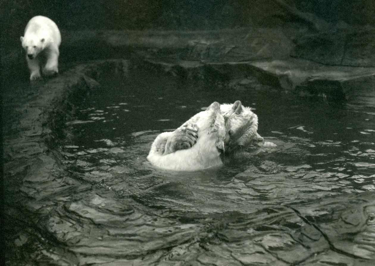 Kaksi jääkarhua hyppii uima-altaassa, kun taas toinen kävelee ohi, Lontoon eläintarha, kesäkuu 1922 tekijältä Frederick William Bond