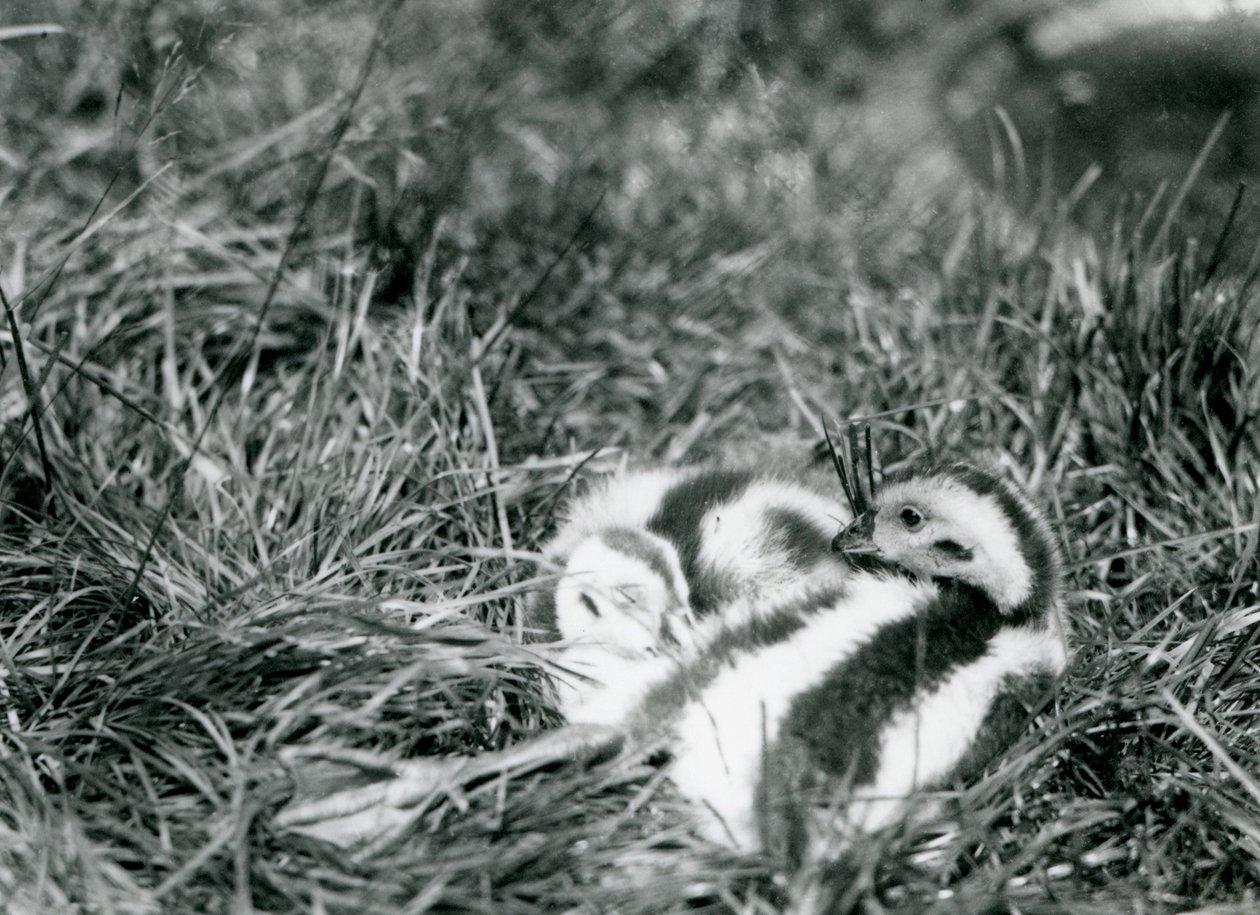 Kaksi nuorta Andien hanhetta Lontoon eläintarhassa elokuussa 1916. tekijältä Frederick William Bond