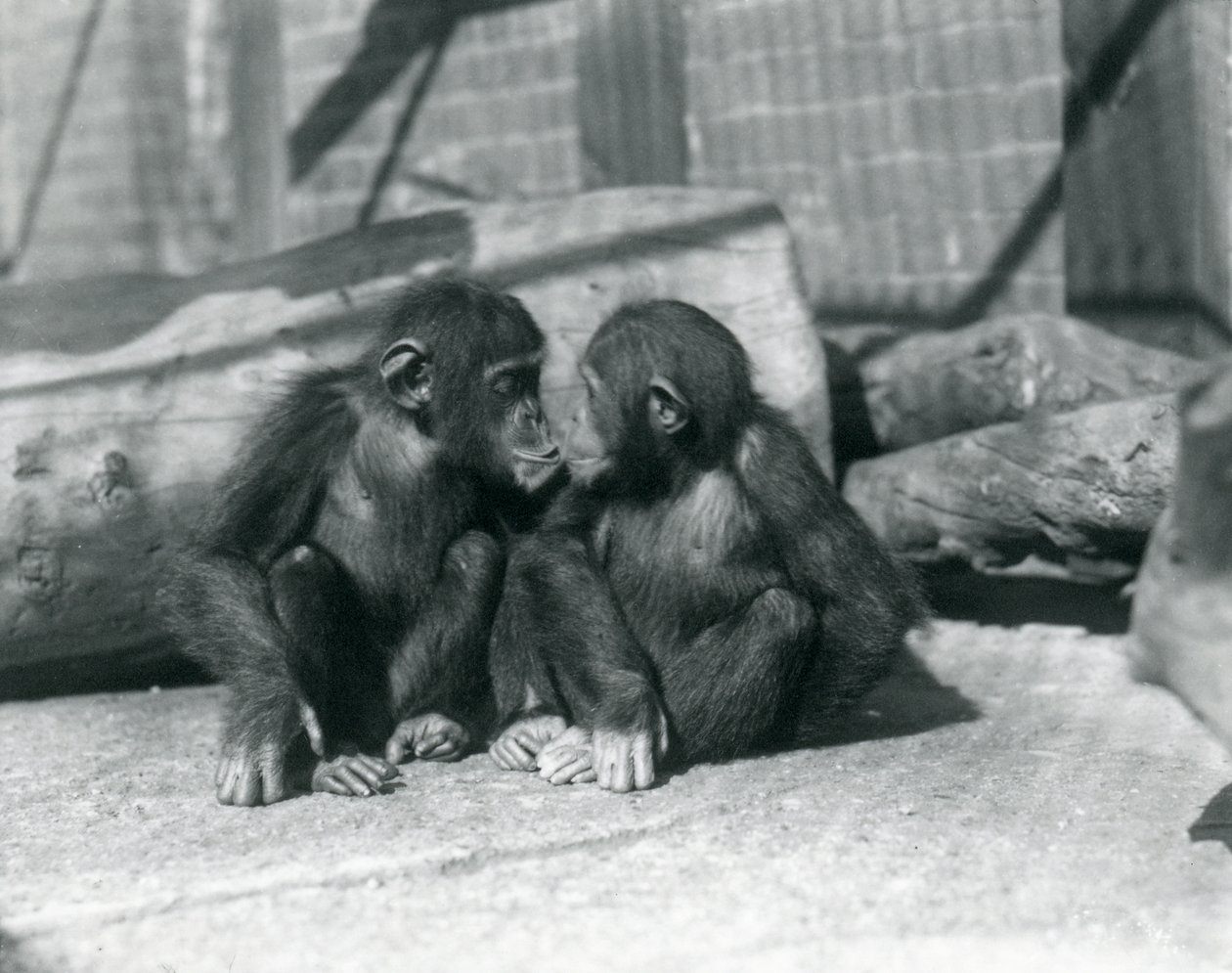 Kaksi nuorta simpanssia, Boo boo ja Bibi, Kiss. Lontoon eläintarha, syyskuu 1927 tekijältä Frederick William Bond