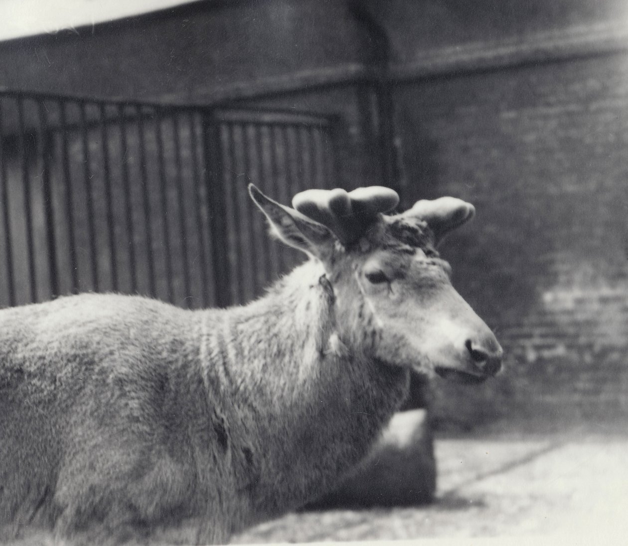 Wallichin hirvi sarvikasvun varhaisessa vaiheessa, sametissa, Lontoon eläintarha, toukokuu 1920 tekijältä Frederick William Bond