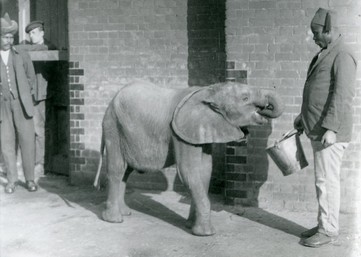 Darisha ruokkii nuorta afrikanelefantti Kiberengeä Syed Alin katsoessa taustalla, Lontoon eläintarha, syyskuu 1923 (svetokuva). tekijältä Frederick William Bond