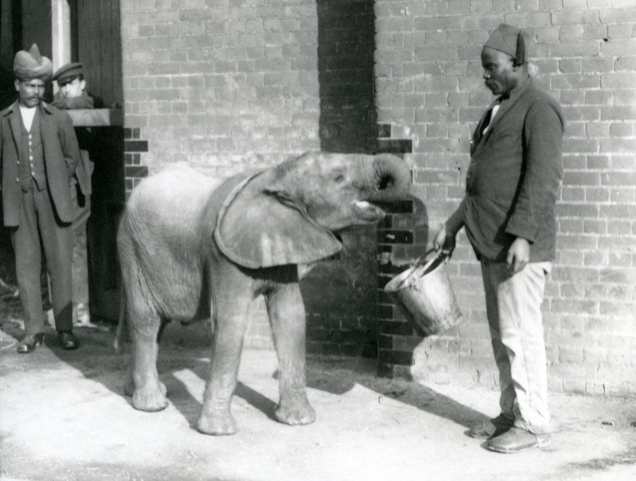 Darisha ruokkii nuorta afrikanelefantti Kiberengeä Syed Alin katsoessa taustalla, Lontoon eläintarha, syyskuu 1923 (svetokuvassa). tekijältä Frederick William Bond