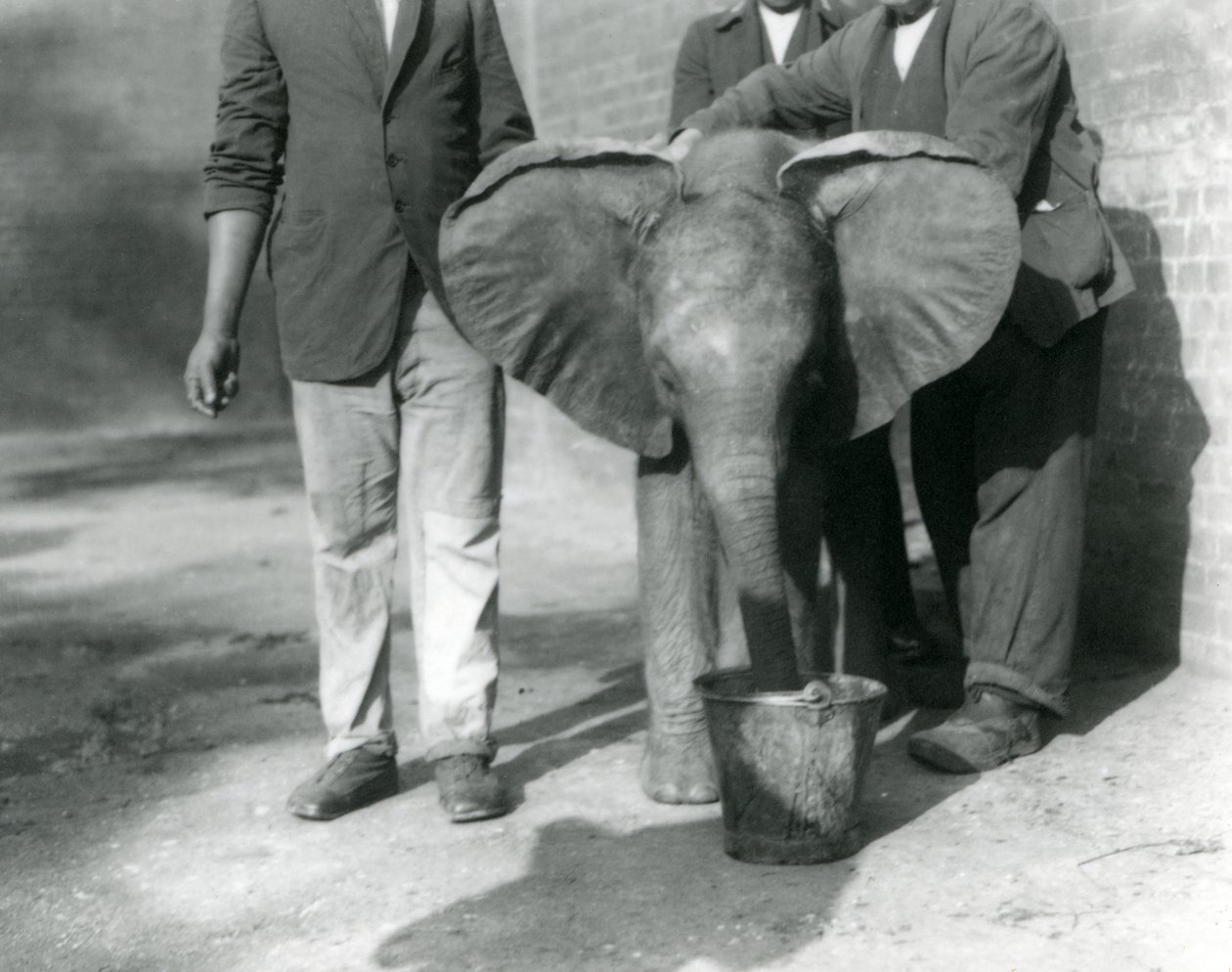 Nuorelle afrikkalaiselle norsulle Kiberengelle Darisha ja hänen vartijansa juotavat Lontoon eläintarhassa syyskuussa 1923 (bw kuva) tekijältä Frederick William Bond