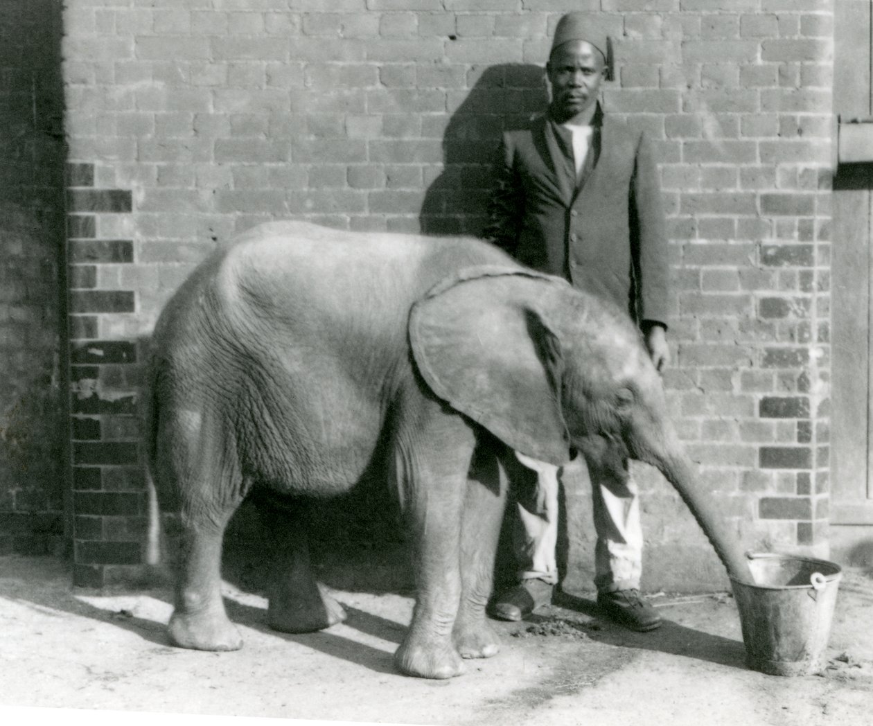 Darisha antoi nuorelle afrikkalaiselle norsulle Kiberengelle juotavaa Lontoon eläintarhassa syyskuussa 1923 (bw kuva) tekijältä Frederick William Bond