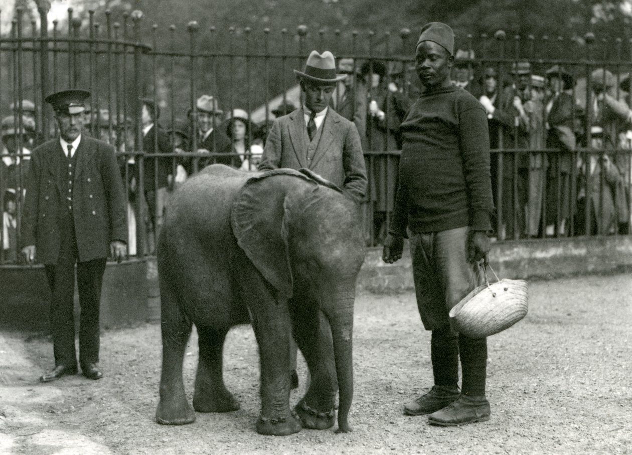 Nuori afrikkalainen norsu Kiberenge kouluttaja Darishan, vartijan ja toisen miehen kanssa, ja väkijoukkoja katsomassa aitauksen baarien toiselta puolelta, Lontoon eläintarha, syyskuu 1923 (bw kuva) tekijältä Frederick William Bond