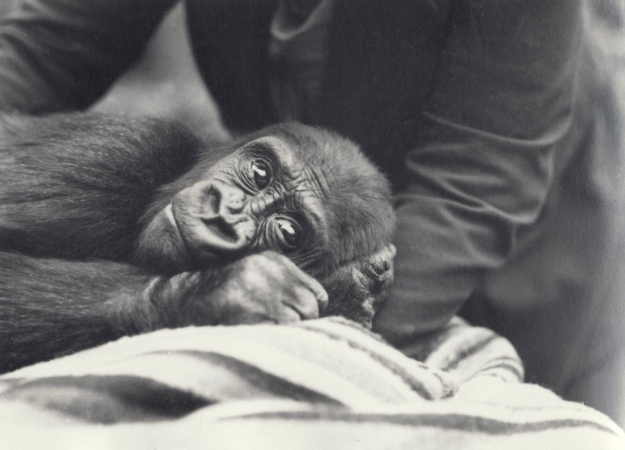 Nuori 5-vuotias gorilla "John David", jota vartija piti peitolla Lontoon eläintarhassa syyskuussa 1919 tekijältä Frederick William Bond