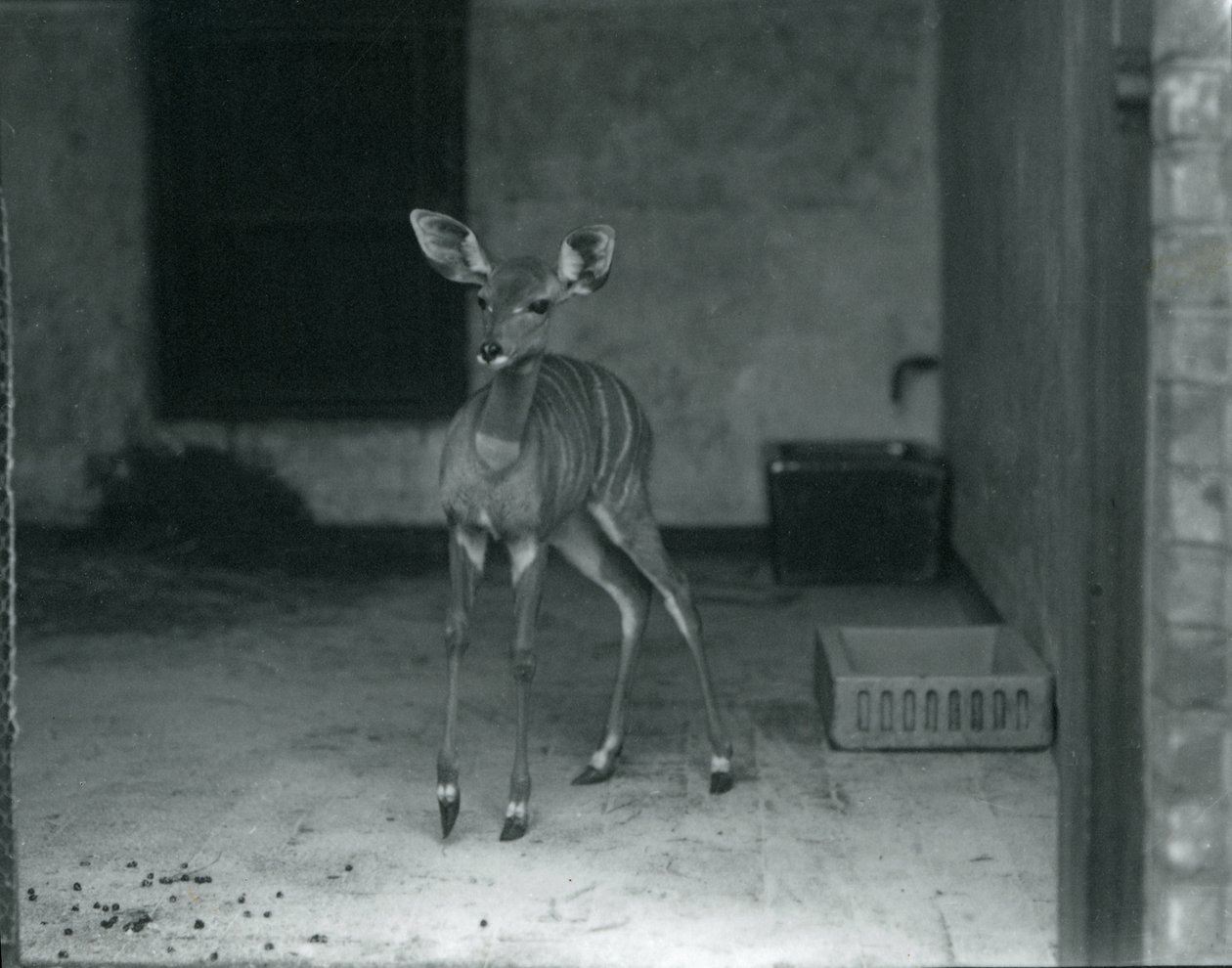 Nuori Lesser Kudu Lontoon eläintarhassa, 1914 tekijältä Frederick William Bond