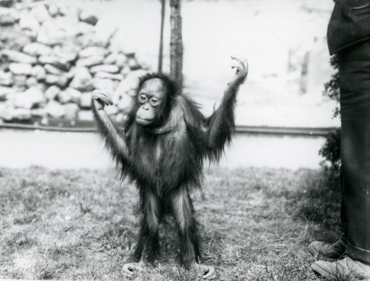 Nuori Orangutan Lontoon eläintarhassa kesäkuussa 1915 tekijältä Frederick William Bond