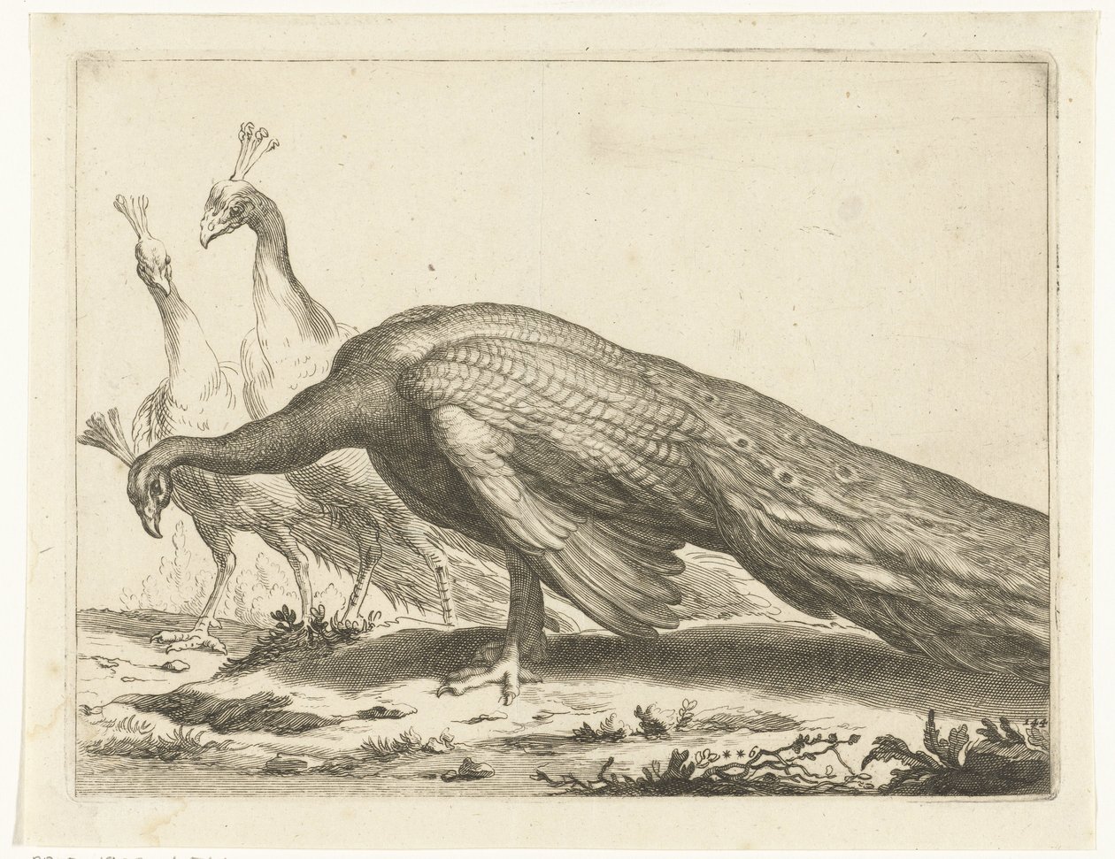 riikinkukkoja Abraham Bloemaertin piirustuskirja (sarjan nimi) tekijältä Frederick Bloemaert