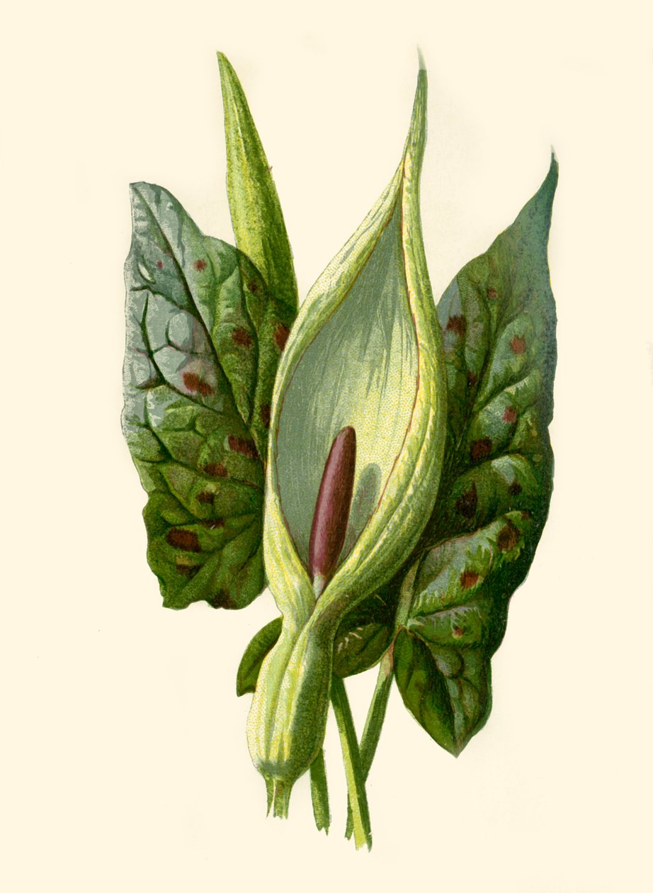 Arum or Cuckoo Pint, 1877. tekijältä Frederick Edward Hulme