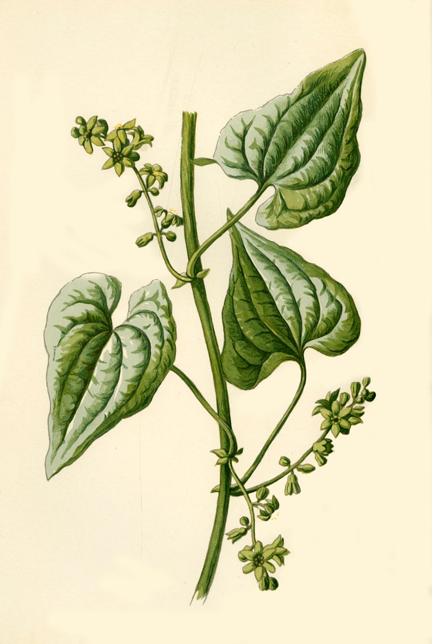Black Bryony, 1877. tekijältä Frederick Edward Hulme