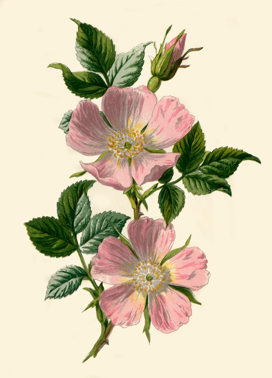 Koira-Rose, 1877. tekijältä Frederick Edward Hulme