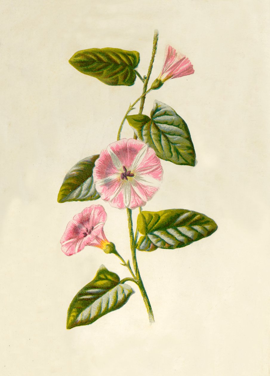 Field-Convolvulus, 1877. tekijältä Frederick Edward Hulme