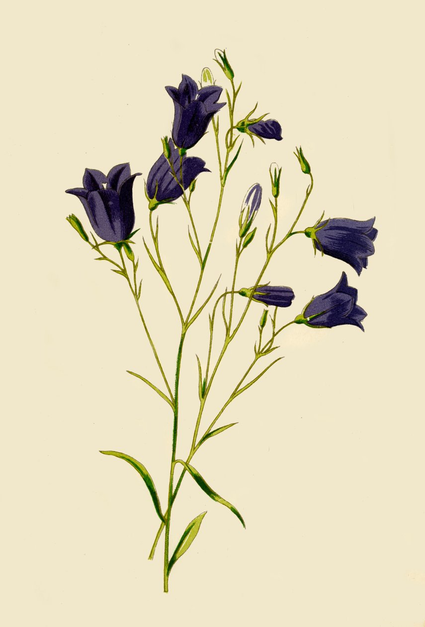Harebell, 1877. tekijältä Frederick Edward Hulme