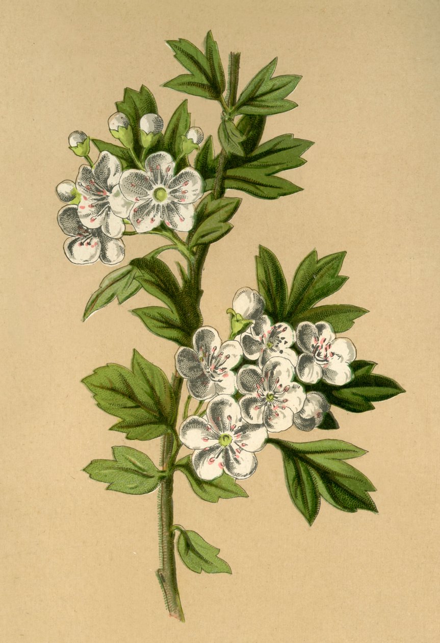 Hawthorn, 1877. tekijältä Frederick Edward Hulme