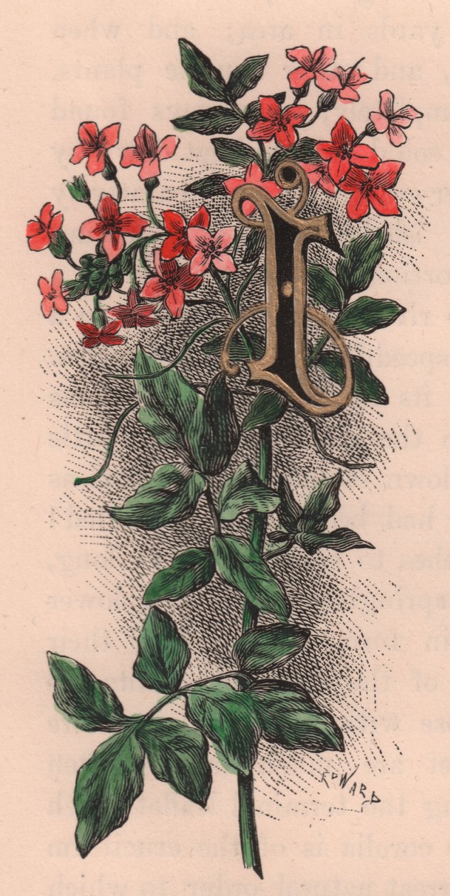 Letter I, lippalakkikirje, akvarellikaiverrus, cm 10x5, kirjoittanut Frederick Edward Hulme (1841-1909) Tutusta puutarhakukkasta, noin 1880 tekijältä Frederick Edward Hulme
