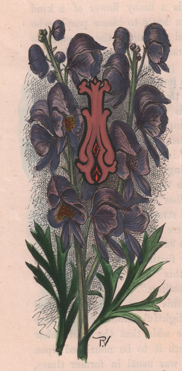 Letter I, lippalakkikirje, akvarellikaiverrus, cm 10x5, kirjoittanut Frederick Edward Hulme (1841-1909) Tutusta puutarhakukkasta, noin 1880 tekijältä Frederick Edward Hulme