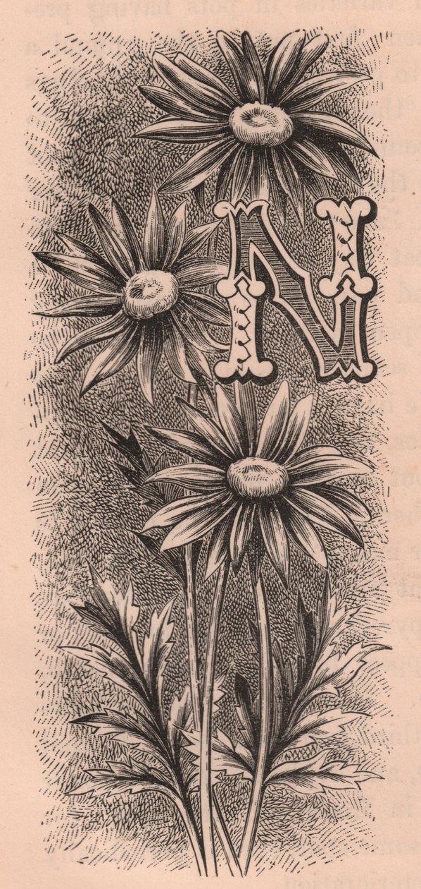 N-kirjain, korkkikirjain, kaiverrus, cm 10x5, kirjoittanut Frederick Edward Hulme (1841-1909) Tutusta puutarhakukkasta, noin 1880 tekijältä Frederick Edward Hulme
