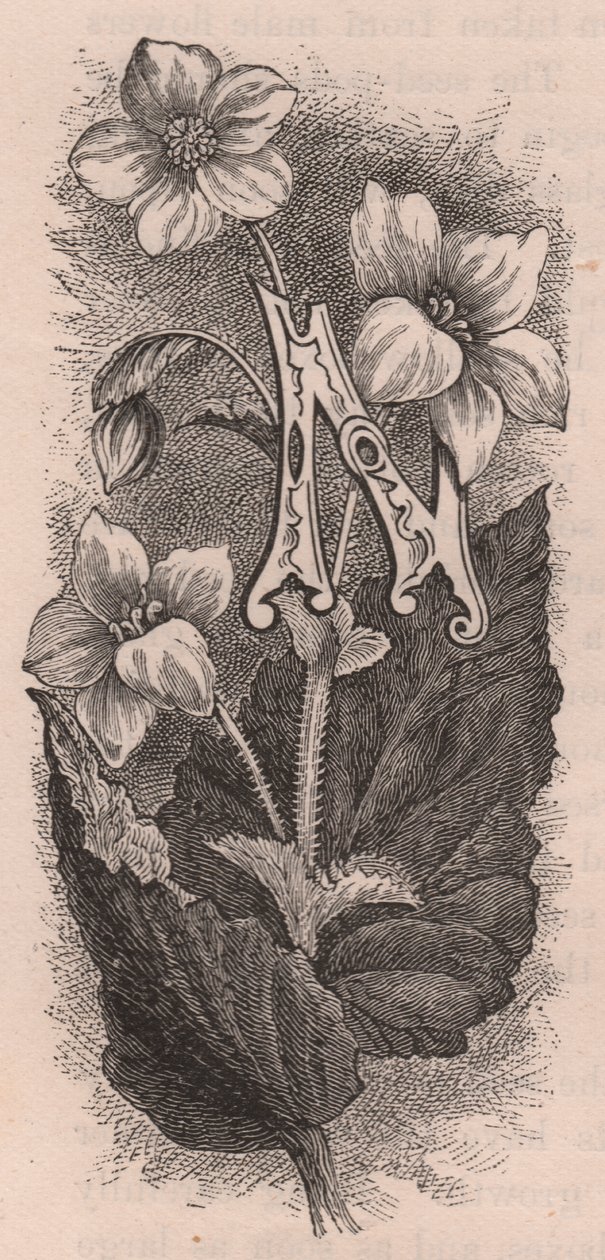 N-kirjain, korkkikirjain, kaiverrus, cm 10x5, kirjoittanut Frederick Edward Hulme (1841-1909) teoksesta Tuttu puutarhakukka, noin 1880 tekijältä Frederick Edward Hulme