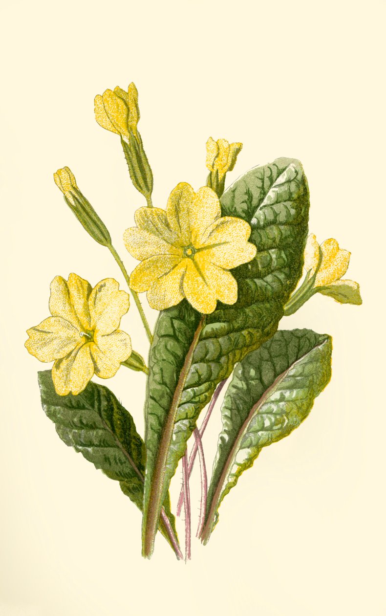 Primrose, 1877. tekijältä Frederick Edward Hulme