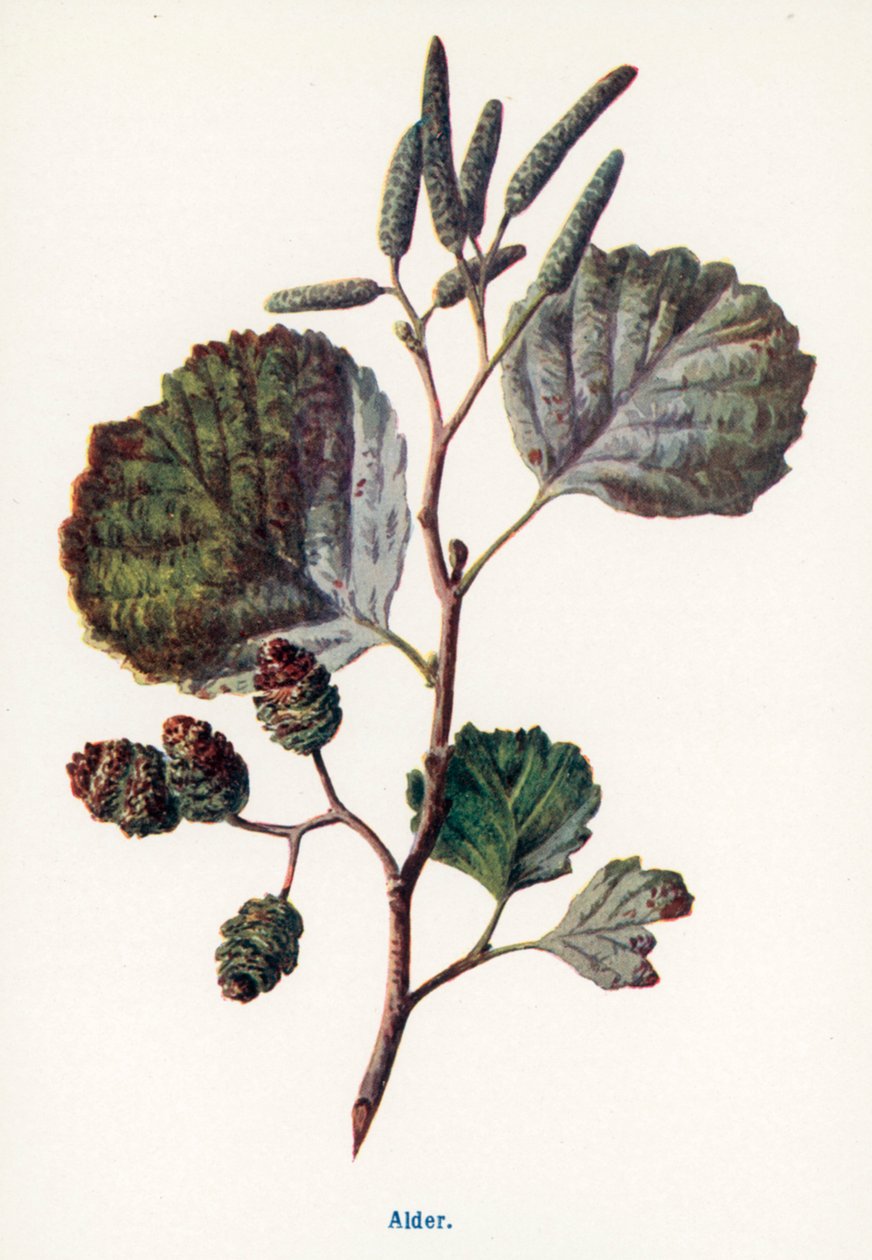  tekijältä Frederick Edward Hulme