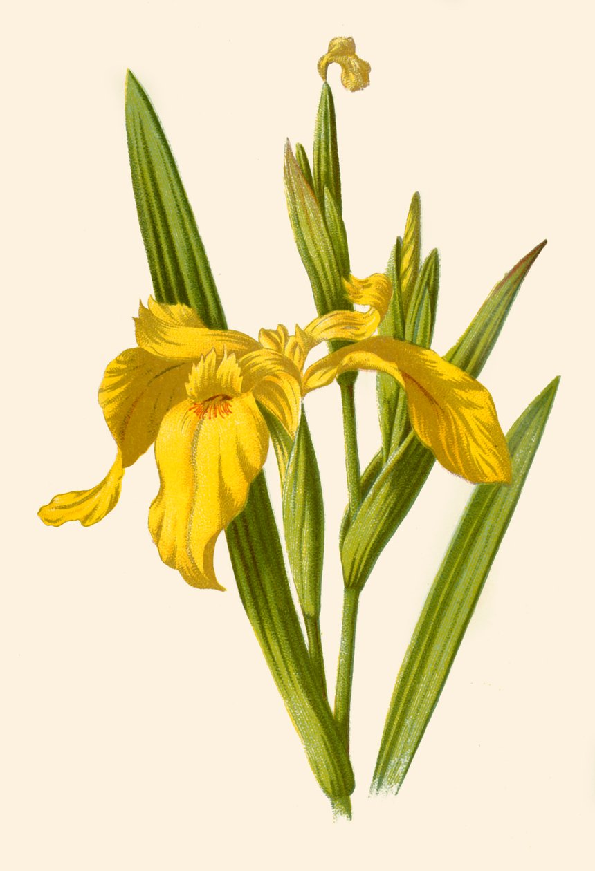 Keltainen iiris, 1877. tekijältä Frederick Edward Hulme