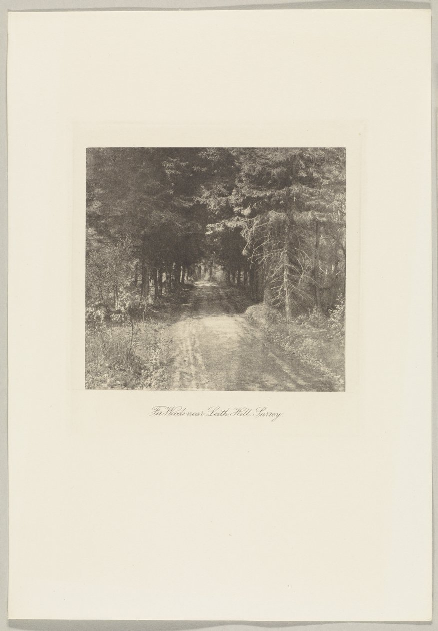 Fir Woods lähellä Leith Hilliä, Surrey tekijältä Frederick H. Evans
