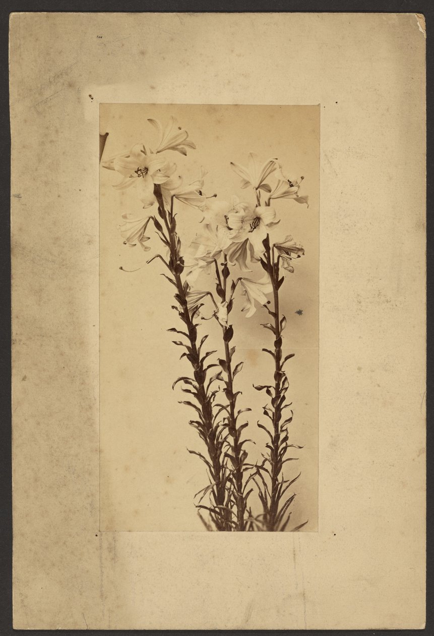 [Day Lily] tekijältä Frederick H. Hollyer
