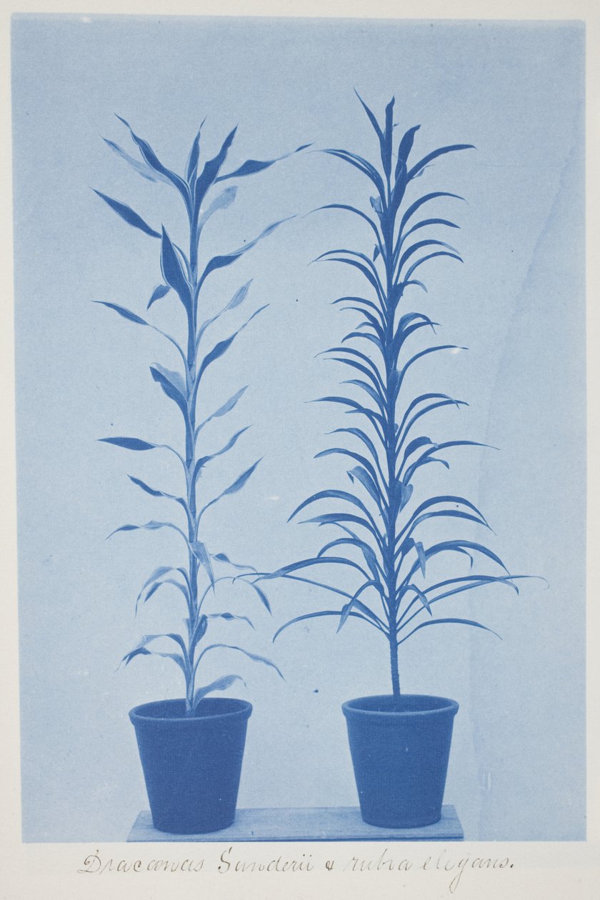 Draconas Sunderii et rubia elogans, 1800-luvun loppu – 1900-luvun alku (syanotypia kermanvärisellä paperilla) tekijältä Frederick K. Coulson