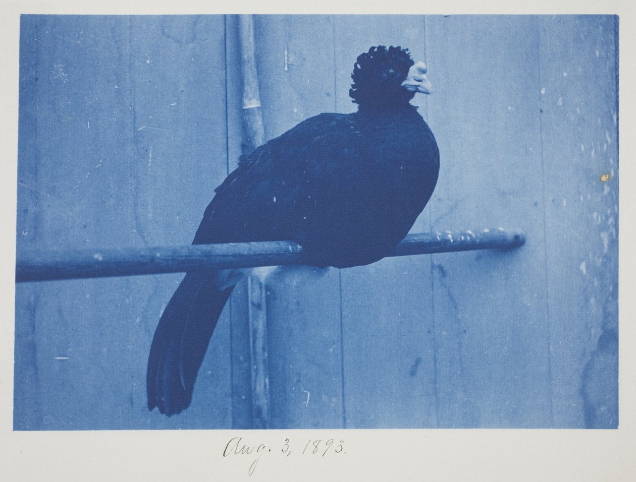 Suuri Curassow, 3. elokuuta tekijältä Frederick K. Coulson
