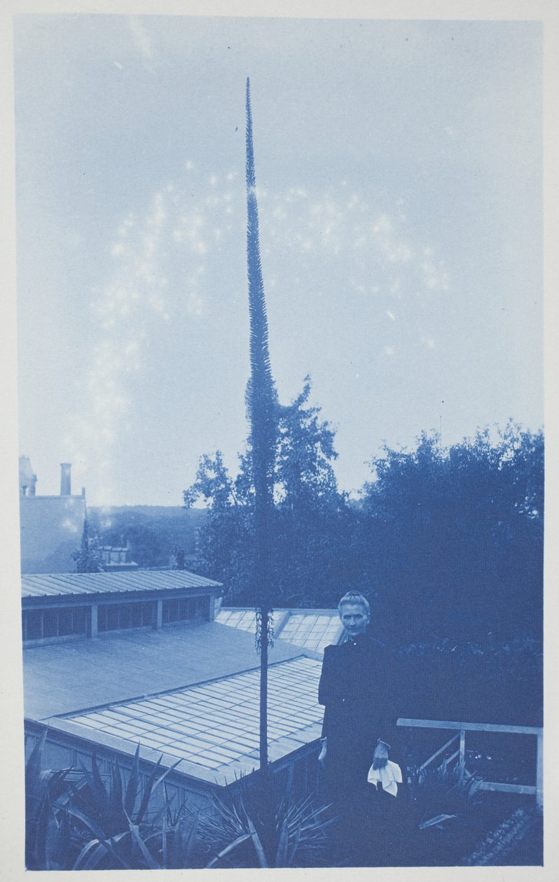 Nimetön, 1800-luvun loppu – 1900-luvun alku (syanotypia kermanvärisellä paperilla) tekijältä Frederick K. Coulson