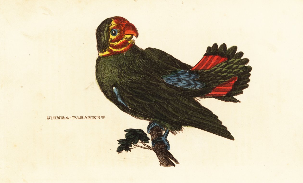 Punatukkainen rakaslintu, Agapornis pullarius tekijältä Frederick Polydor (after) Nodder