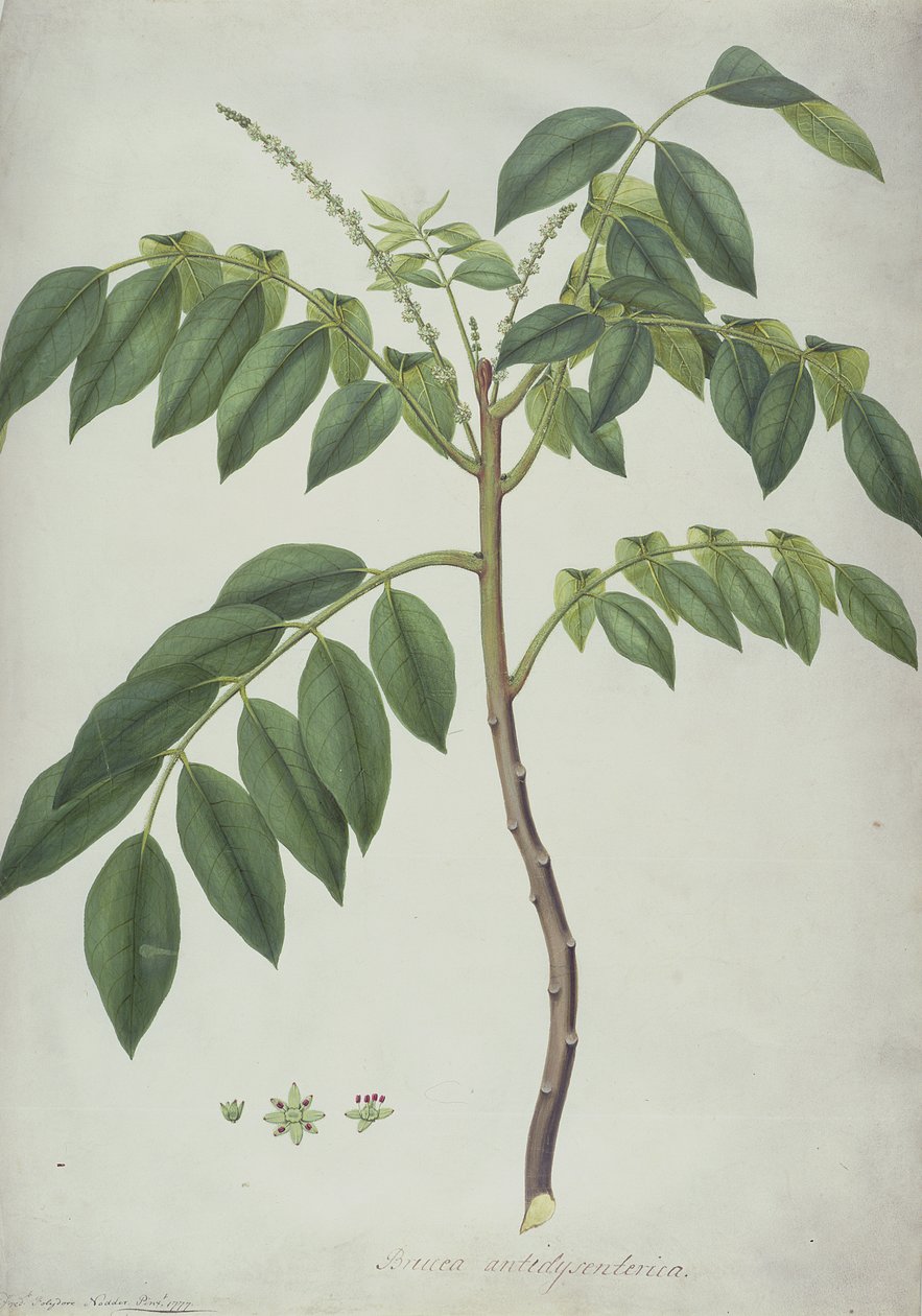 Brucea Antidysenterica, 1777 (wc und bc grafiitin päällä perunakalvolla) tekijältä Frederick Polydor Nodder