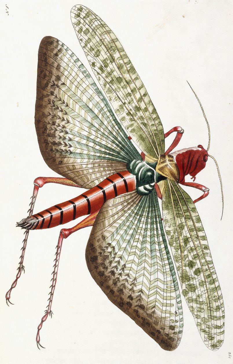 Egyptin heinäsirkka, 1790 tekijältä Frederick Polydor Nodder
