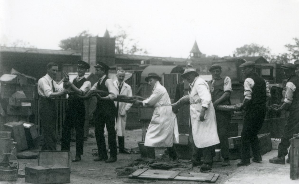 20 jalkaa pitkä Python, jota kantoi yksitoista Zoological Societyn henkilökunnan jäsentä, Lontoon eläintarha, kesäkuu 1925 tekijältä Frederick William Bond