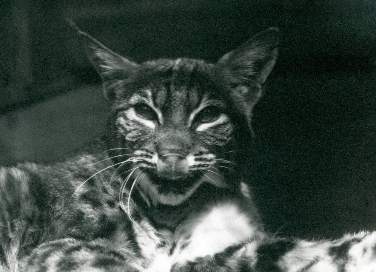 Lynx Bobcat nuolee huuliaan Lontoon eläintarhassa kesäkuussa 1925 tekijältä Frederick William Bond