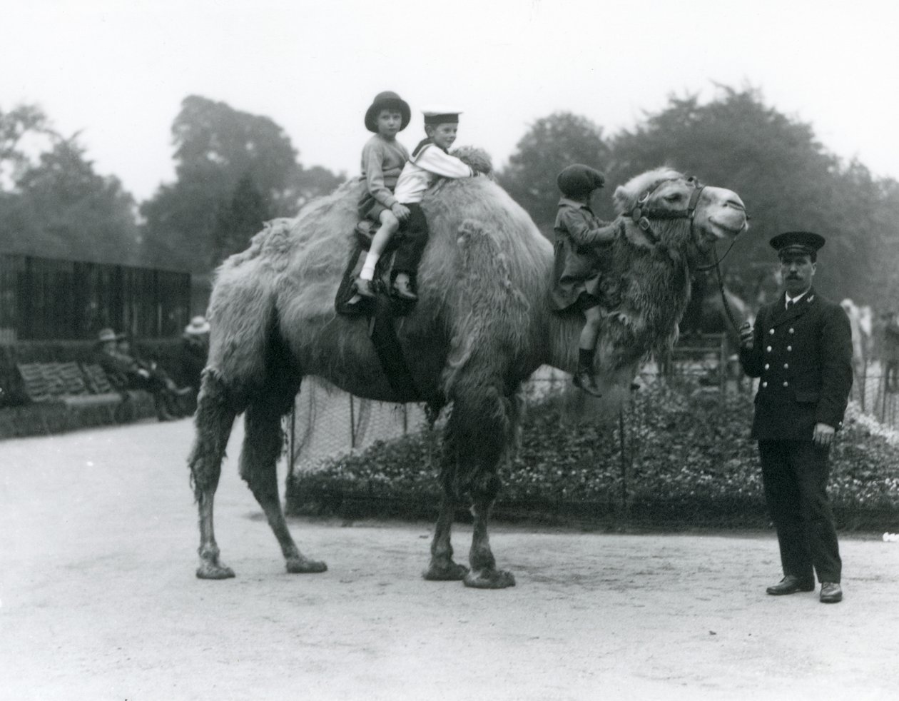 Baktrian kamelin ratsastus pitäjän Harry Warwickin kanssa Lontoon eläintarhassa, kesäkuu 1924 tekijältä Frederick William Bond