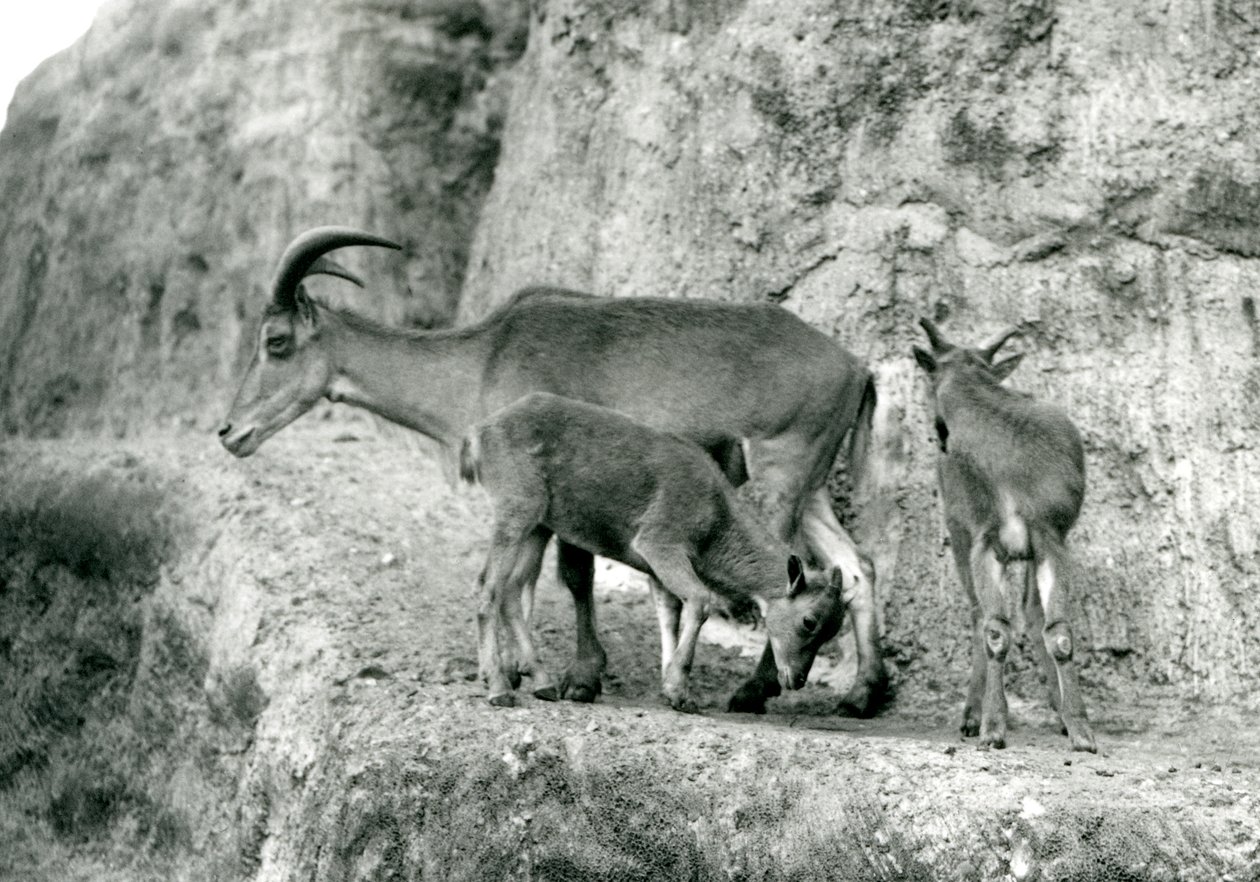 Barbary-lammas/Aoudad/Waddan/Arui/Arruis seisomassa kahden poikansa kanssa Mappin Terracesissa, Lontoon eläintarhassa, elokuu 1927 (m/v kuva) tekijältä Frederick William Bond