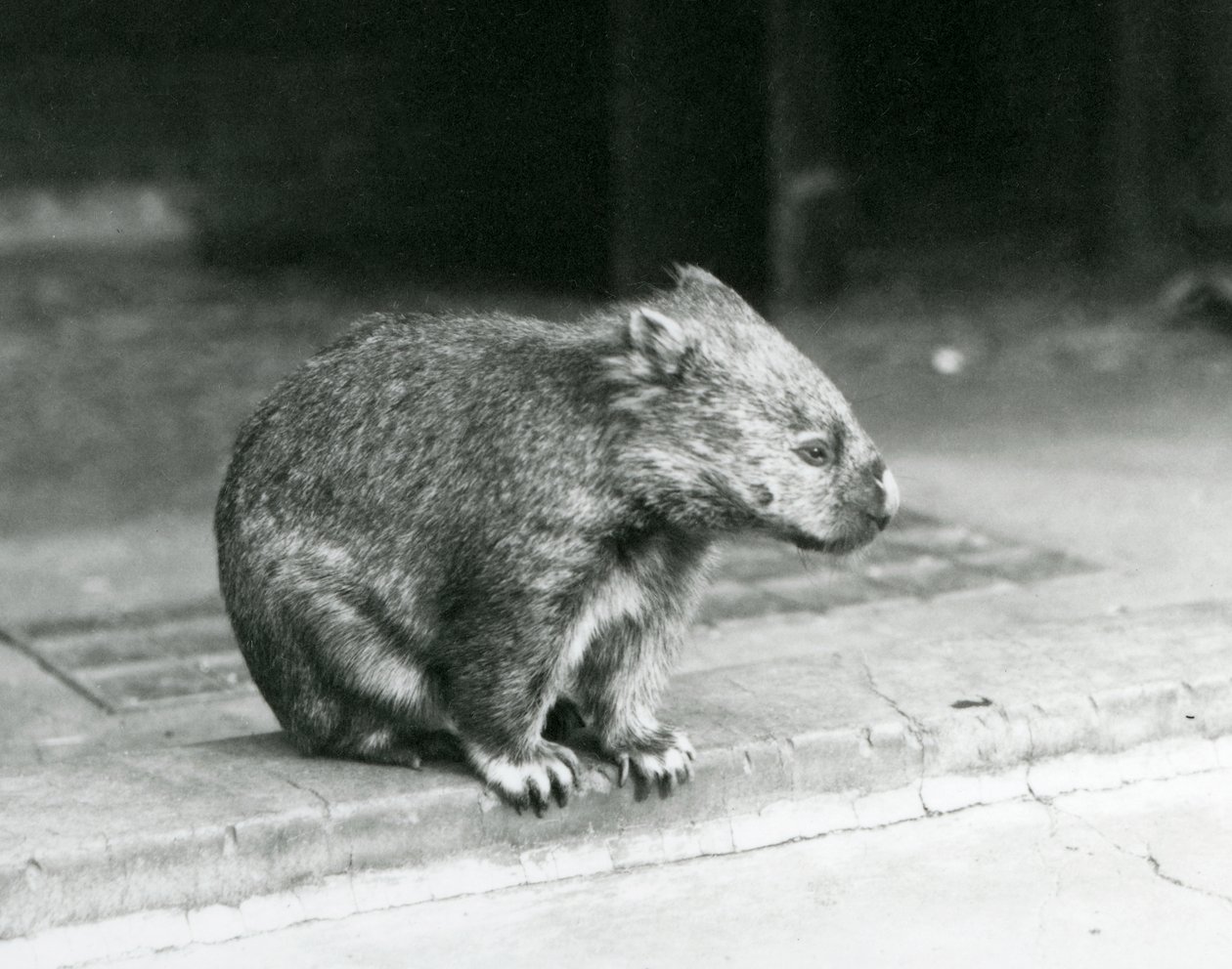Paljasnukkainen/tavallinen/karkeakarvainen wombat istumassa maassa Lontoon eläintarhassa vuonna 1929 (m/v kuva) tekijältä Frederick William Bond