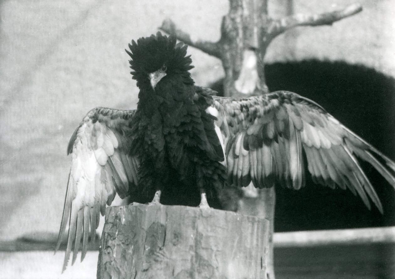 Bateleur Eagle seisoo kannolla ja levittää siipiään, Lontoon eläintarha, 1925 tekijältä Frederick William Bond