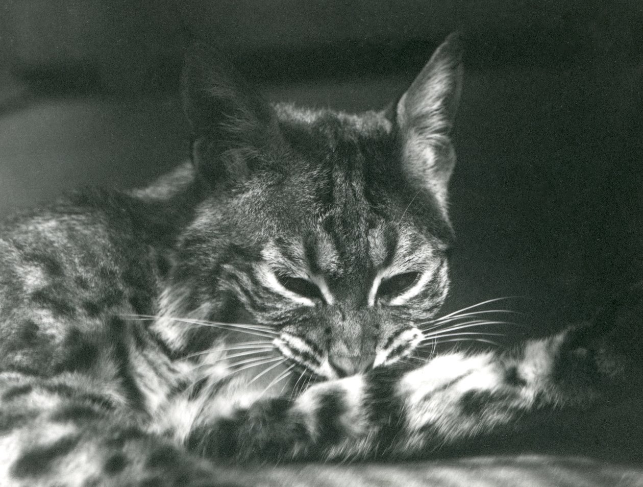 Bay Lynx Bobcatin hoito tekijältä Frederick William Bond