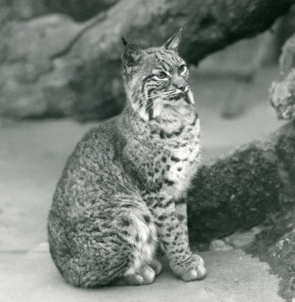 Bay Lynx tai Bobcat istumassa Lontoon eläintarhassa, maaliskuu 1927. tekijältä Frederick William Bond