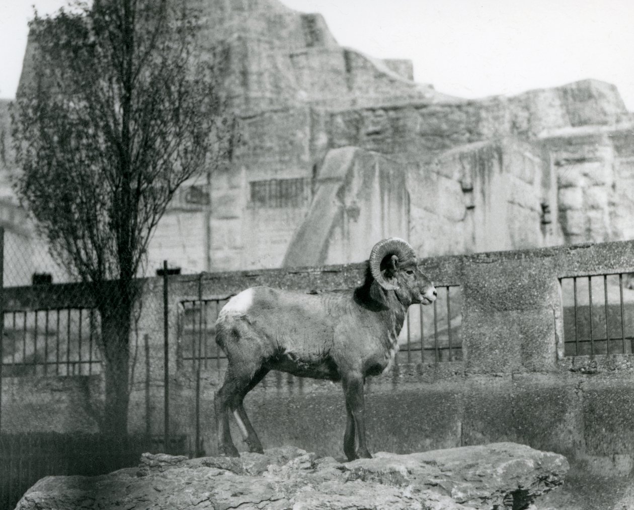Bighorn Sheep -pässi seisoo kalliolla ja katsoo ulos aitalleen Mappin Terracesin juurella Lontoon eläintarhassa. 1931 (m/w valokuva) tekijältä Frederick William Bond